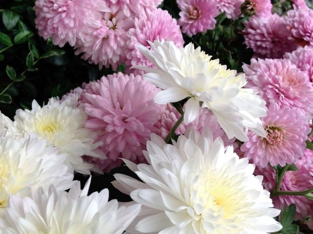 Chrysanthemums are an easy perennial to grow; add some to your garden 